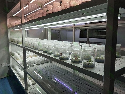 阿勒泰植物组织培养实验室设计建设方案